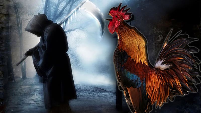 Qué pasa si un gallo canta a las 11 de la noche | Infobue.com.ar