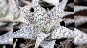 que significa cuando florece el aloe vera