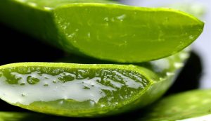 que significa cuando una mata de aloe vera florece